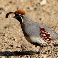 Gambel's Quail